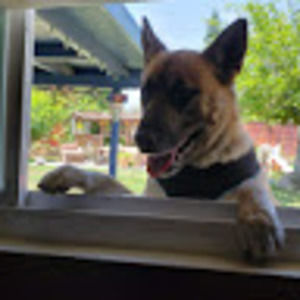 Meet your Posher, Nellie